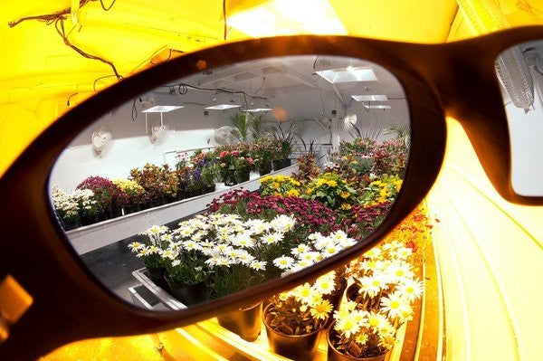 LUMii Grow Room Lenses, ochranné brýle pohled zezadu