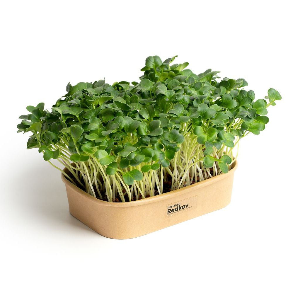 Sada pro domácí pěstování microgreens Ředkev Daikon boční pohled