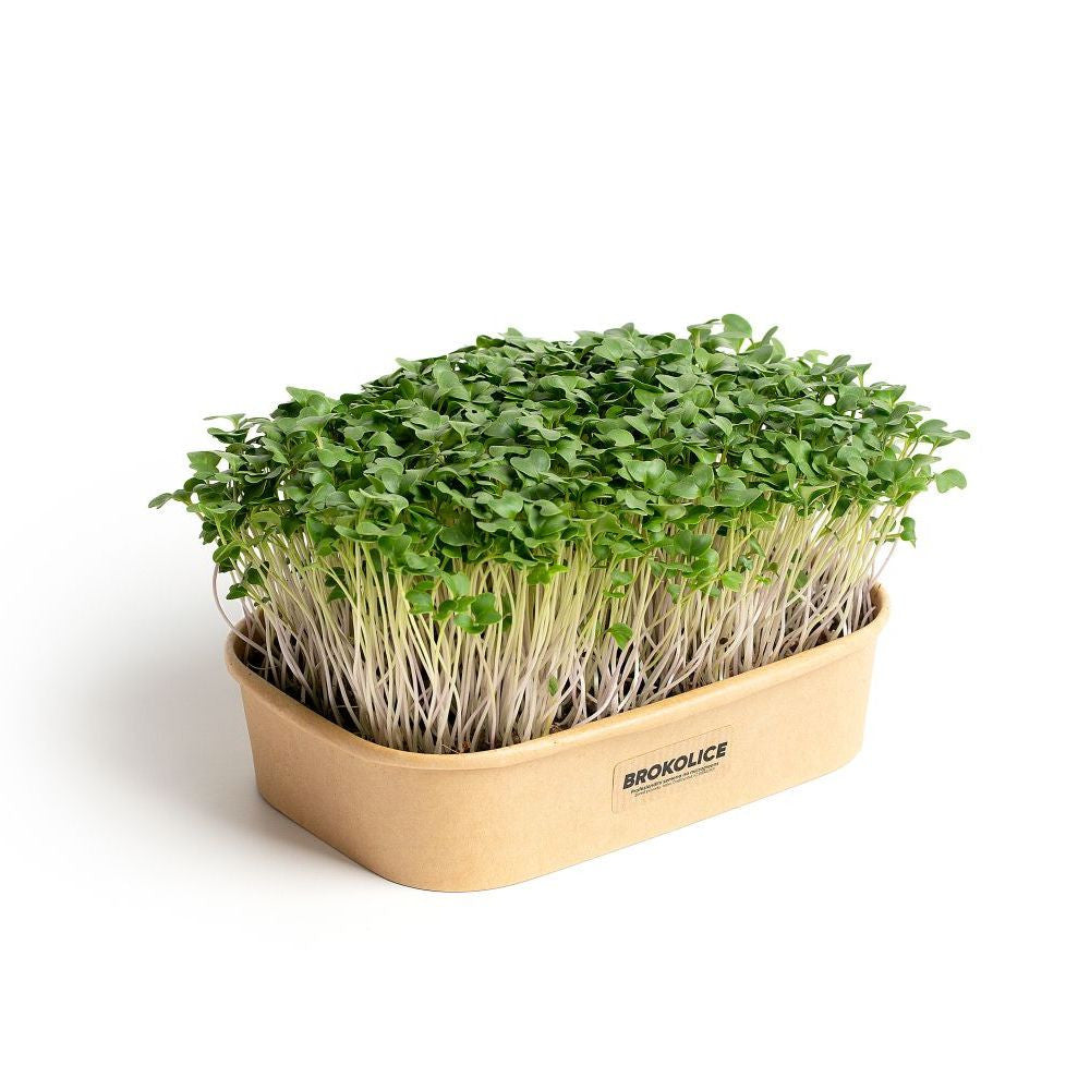Sada pro domácí pěstování microgreens Brokolice Calabrese boční pohled