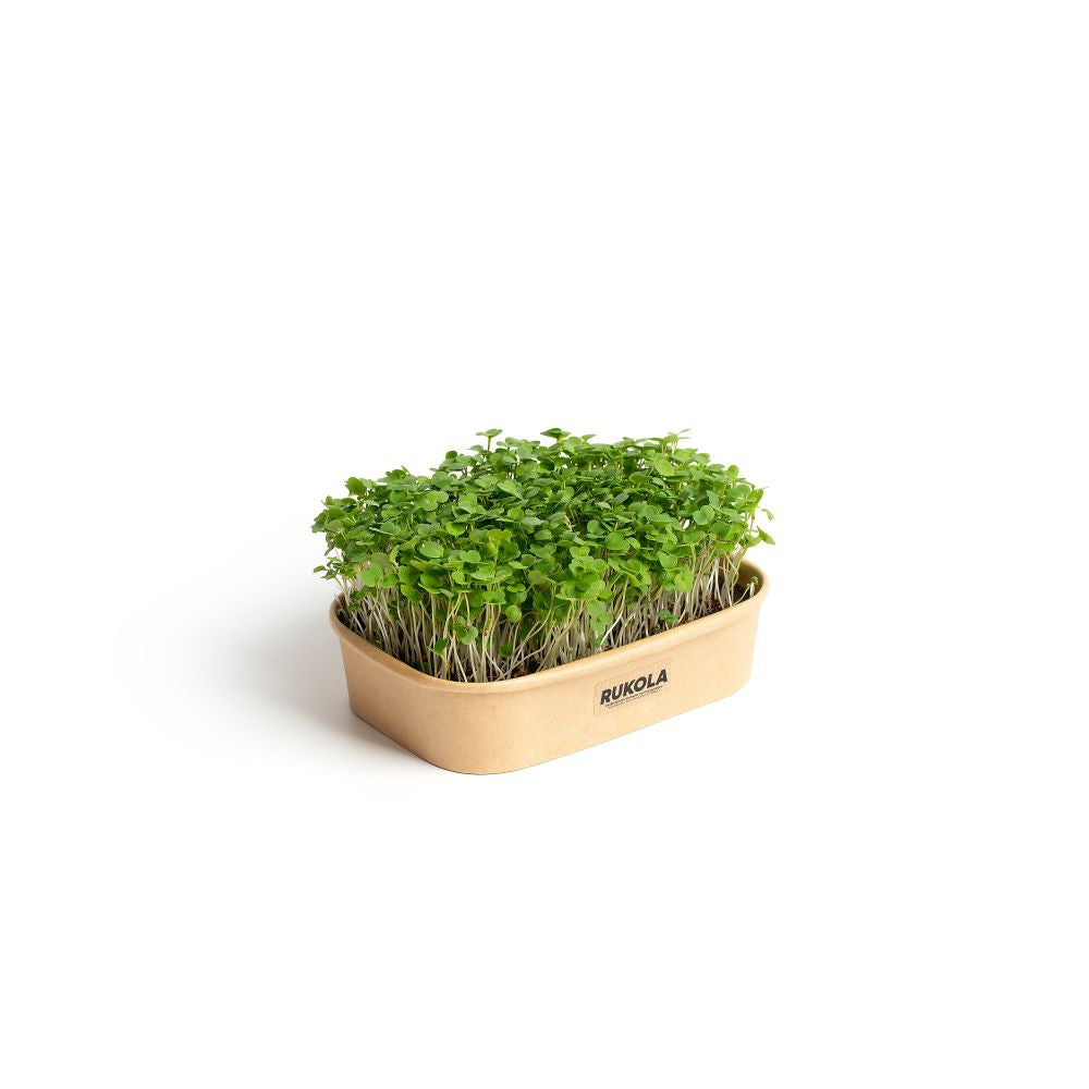 Sada pro domácí pěstování microgreens Rukola pohled zepředu