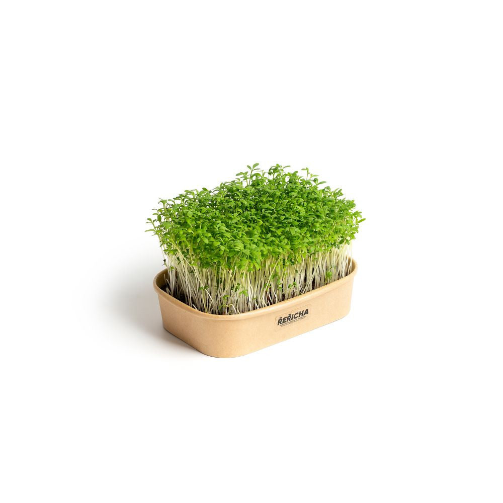 Sada pro domácí pěstování microgreens Řeřicha pohled zepředu