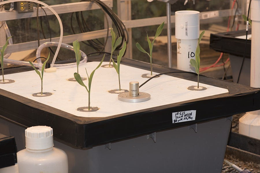 Apogee Instruments MQ-500 - Mètre PAR/PPFD professionnel, vue arrière