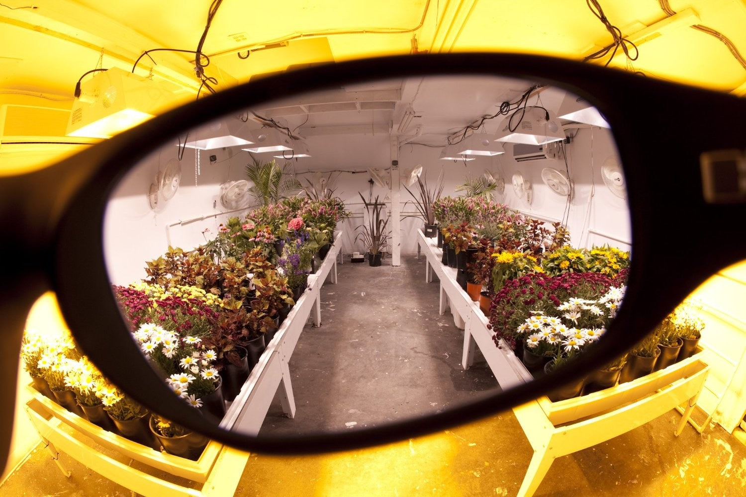 LUMii Grow Room Lenses, lunettes de protection vue du contenu de l'emballage