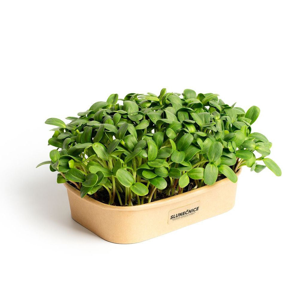Sada pro domácí pěstování microgreens Slunečnice boční pohled
